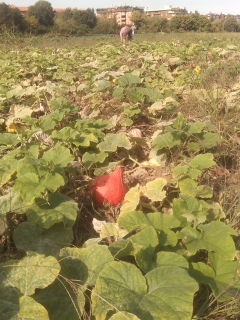 photo/0126a854-39d3-47bb-bbad-cbc581a47693-3