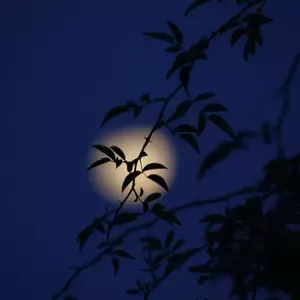 armelle_manuela@diaspora-fr.org