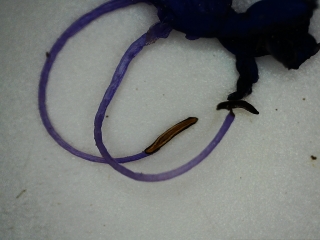 photo/1c426b9b-a305-4ef1-83e4-a2d5eb91418c-3