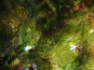 Mud
