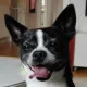 Rexi 