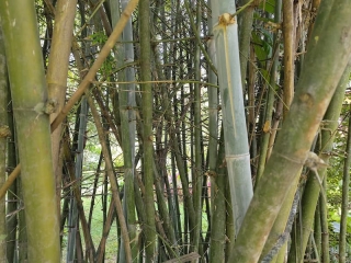 bamboo-s.jpg