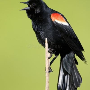 🔻Hermod (il/lui)🏴🚩