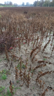 IMG_20201104_120752.jpg