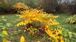 IMG_20201104_113911.jpg