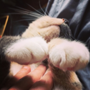 Le Jejeune Sweathshirt