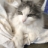 scriptkitties