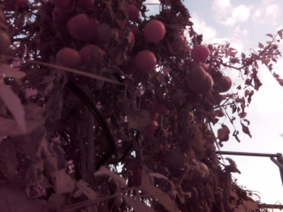 photo/a509d5e8-e483-4060-8df7-49cb5b79c390-3