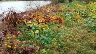IMG_20201104_113750.jpg
