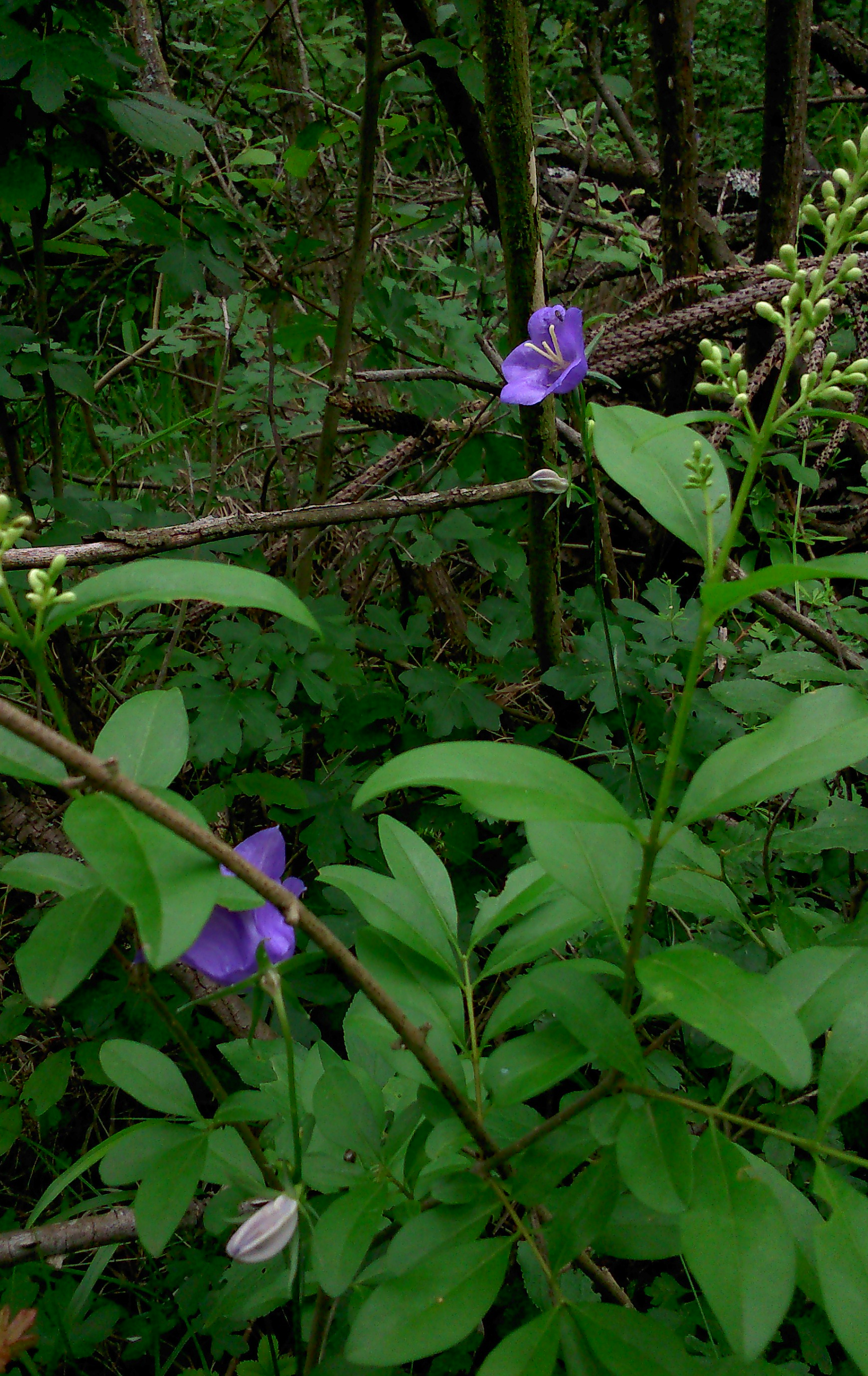 Image/photo