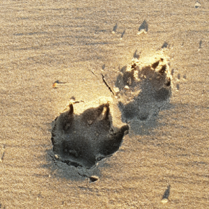 Bimbette ن Weberin 🦏