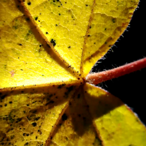 Image/photo