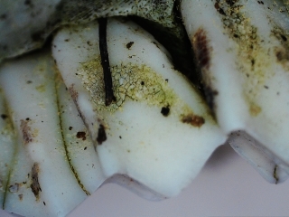 photo/de072d77-0cd6-4ba3-b063-7150f2fc519f-3