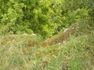 photo/eae19a35-db74-4692-8364-f6afa1a82eb0-3